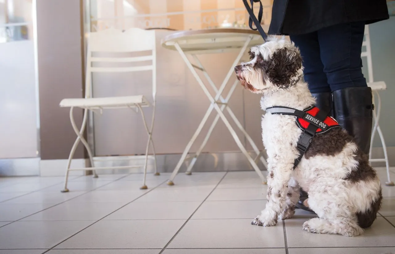 Service Dog Harness Teal
